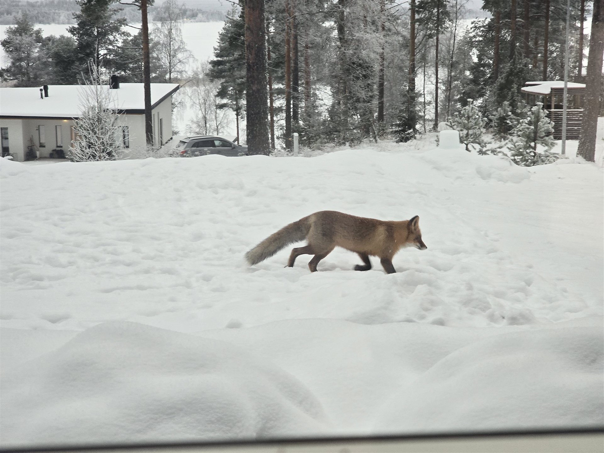 Kettu lumessa talvella